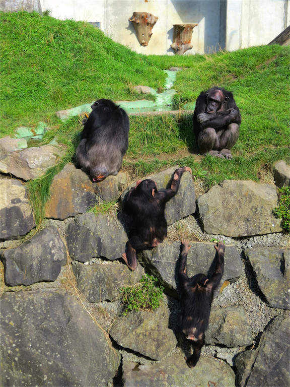 BK_Walter Zoo Gossau 82.jpg