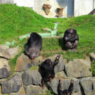 BK_Walter Zoo Gossau 82.jpg