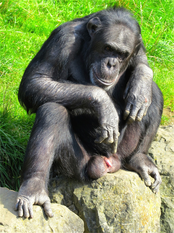 BK_Walter Zoo Gossau 83.jpg