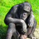 BK_Walter Zoo Gossau 83.jpg