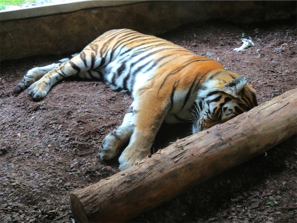 BK_Walter Zoo Gossau 88.JPG