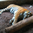 BK_Walter Zoo Gossau 88.JPG