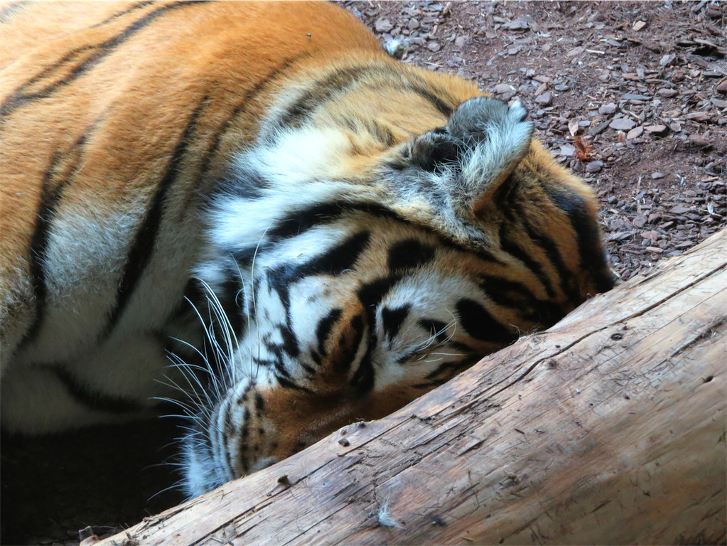 BK_Walter Zoo Gossau 89.JPG