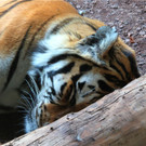 BK_Walter Zoo Gossau 89.JPG