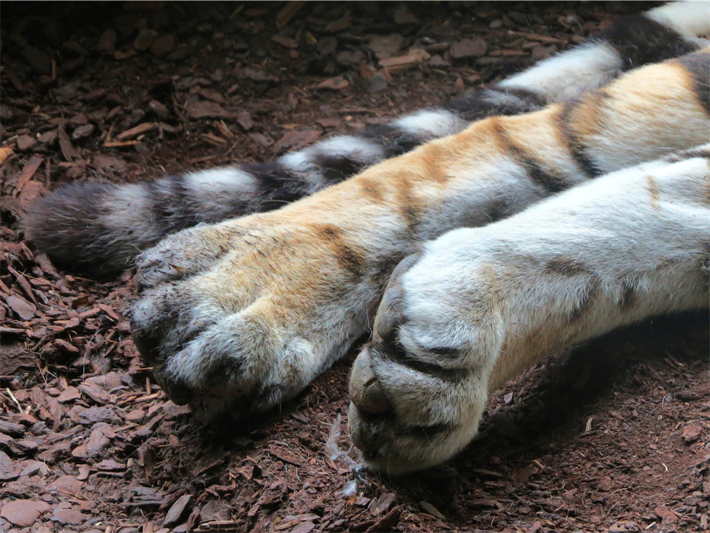 BK_Walter Zoo Gossau 90.JPG