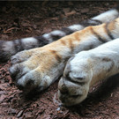 BK_Walter Zoo Gossau 90.JPG