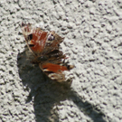 DSC06384.JPG