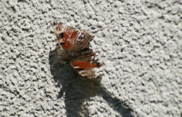 DSC06384.JPG