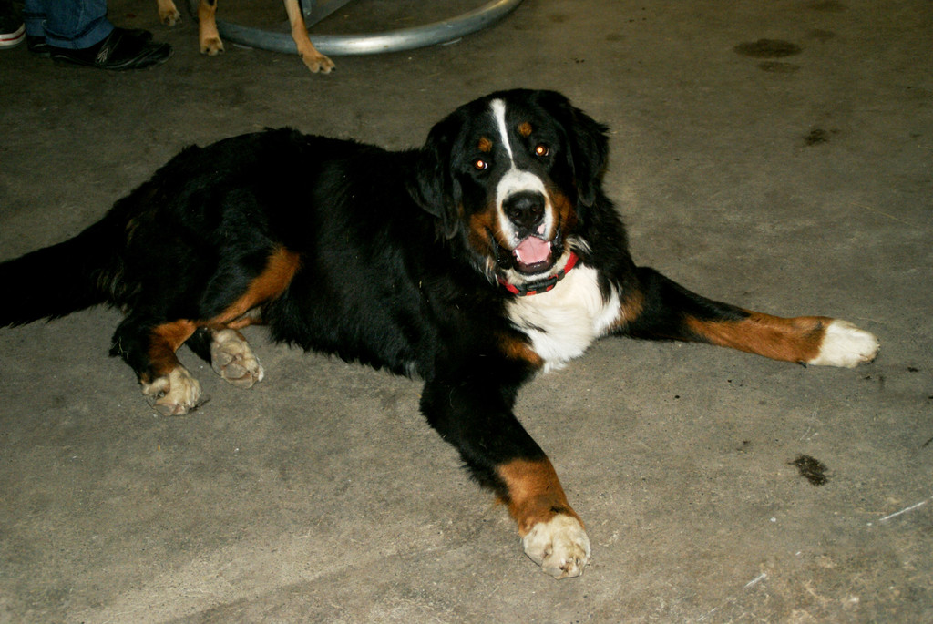 Hugo der Hofhund.JPG