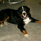 Hugo der Hofhund.JPG