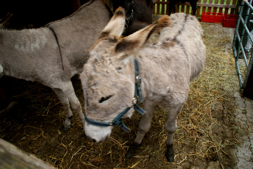 S____e Eselchen auf dem __xler-Hof.JPG