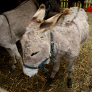 S____e Eselchen auf dem __xler-Hof.JPG
