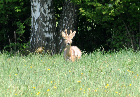 a Ried 29_04_2010 45.jpg