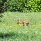 a Ried 29_04_2010 46.jpg