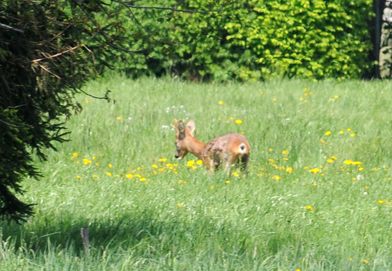a Ried 29_04_2010 46.jpg