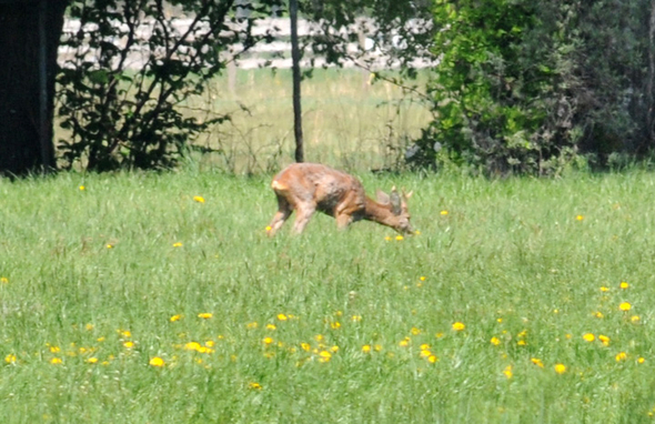 a Ried 29_04_2010 50.jpg