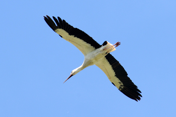a Ried 29_04_2010 20.jpg