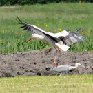 a Ried 29_04_2010 28.jpg