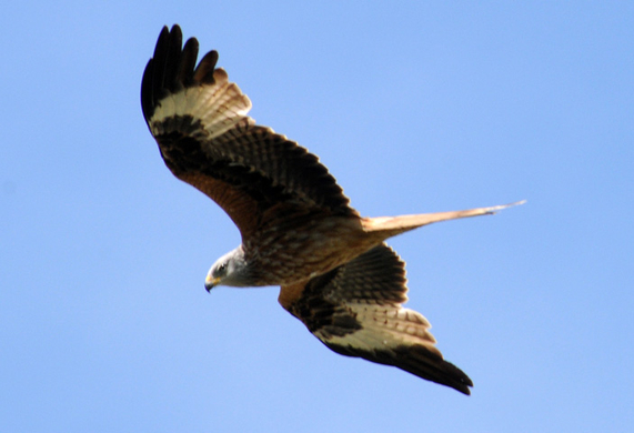 a Ried 29_04_2010 22.jpg