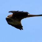 a Ried 29_04_2010 23.jpg