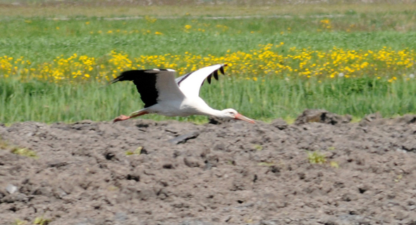 a Ried 29_04_2010 32.jpg