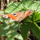 a Ried 29_04_2010 13.jpg