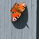 a Ried 30_03_2010 1.jpg