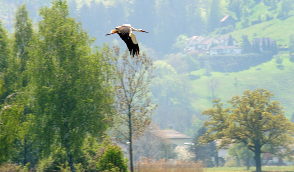 a Ried 29_04_2010 42.jpg