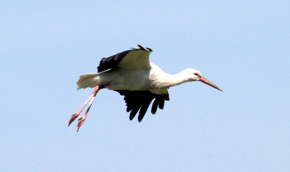 a Ried 29_04_2010 26.jpg