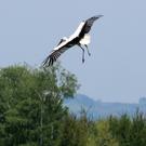 a Ried 29_04_2010 27.jpg