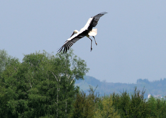 a Ried 29_04_2010 27.jpg
