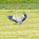 a Ried 29_04_2010 16.jpg