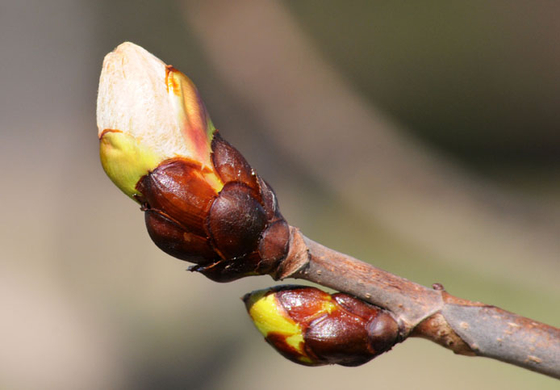 a Ried 25_03_2010 21.jpg