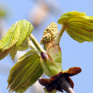 a Ried 30_03_2010 7.jpg
