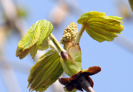 a Ried 30_03_2010 7.jpg
