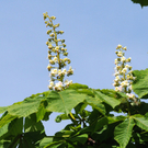 a Ried 29_04_2010 54.jpg