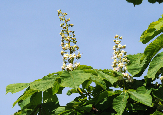 a Ried 29_04_2010 54.jpg