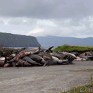 sea sheperd wale.jpg