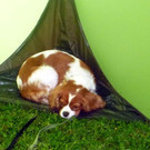 2014 08 31 Agility L__ndlecup Rheintalturnier 1.JPG