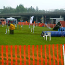 2014 08 31 Agility L__ndlecup Rheintalturnier 5.JPG
