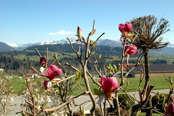 DSC_0087_jpg-1272577232