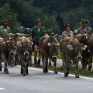 Alpabtrieb im Bregenzerwald ein Riesenspektakel von Luggi Knobel