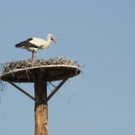 Storch in Koblach
