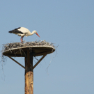 Koblach Storch  010 053_jpg-1272619322