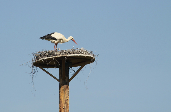 Koblach Storch  010 053_jpg-1272619322