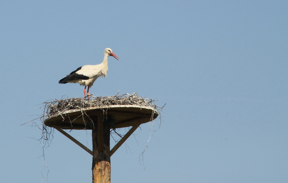 Koblach Storch  010 060_jpg-1272619333