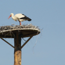 Koblach Storch  010 074_jpg-1272619344