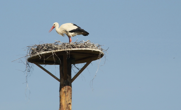 Koblach Storch  010 074_jpg-1272619344