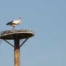 Koblach Storch  010 036_jpg-1272619354