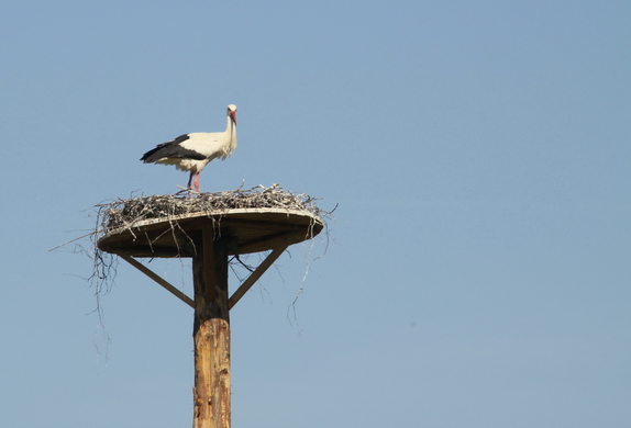 Koblach Storch  010 036_jpg-1272619354